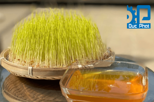 Mạch nha sản xuất kẹo cao su